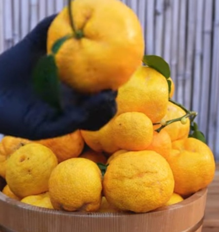 CITRUS YUZU, lamai rezistent la inghet - Img 2