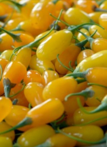 Goji galben Lycium barbarum AMBER SWEEt - Img 2