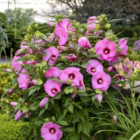 Hibiscus moscheutos Summerific Candy Crush - Img 2