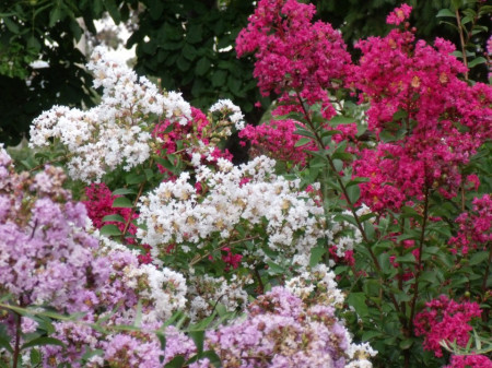 Lagerstroemia Indica roz Red Roket 50-70 cm - Img 4