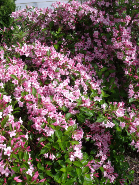Weigela florida Rosea 50-70 cm - Img 4