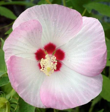 Hibiscus Moscheutos Luna Pink Swirl - Img 2