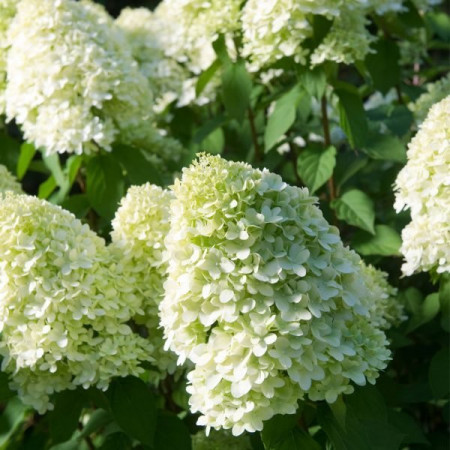 Hortensia paniculata Limelight - Img 2
