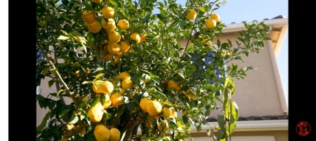 CITRUS YUZU, lamai rezistent la inghet - Img 5