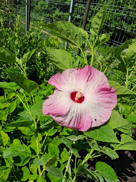 Hibiscus Moscheutos Luna Pink Swirl - Img 3