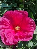 Hibiscus moscheutos Summerific Summer in Paradise - Img 3