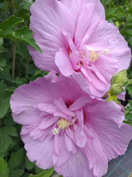 Hibiscus syriacus Lavander Chiffon - Img 2