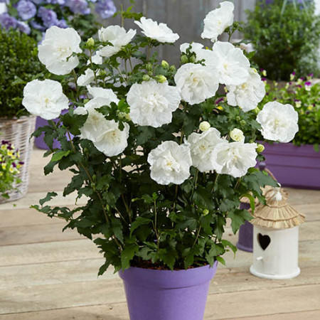 Hibiscus syriacus White Chiffon - Img 2