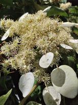Hortensie japoneza sau Schizophragma Hydrangeoides - Img 2