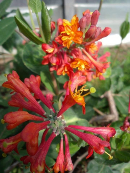Lonicera heckrotti American Beauty - Img 2