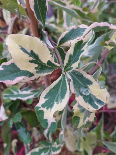 Lonicera peryclimenum Harlequin - Img 2