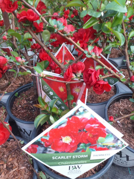 CHAENOMELES SPECIOSA SCARLET STORM 100-120 CM - Img 6