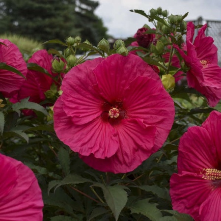 Hibiscus moscheutos Summerific Summer in Paradise - Img 4