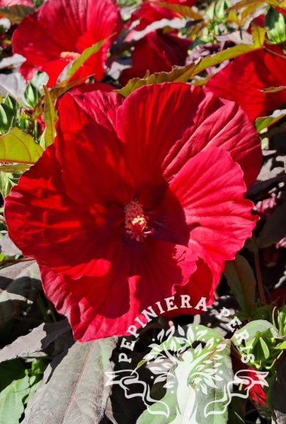 HIBISCUS SUMMERIFIC CRANBERRY CRUSH - Img 2