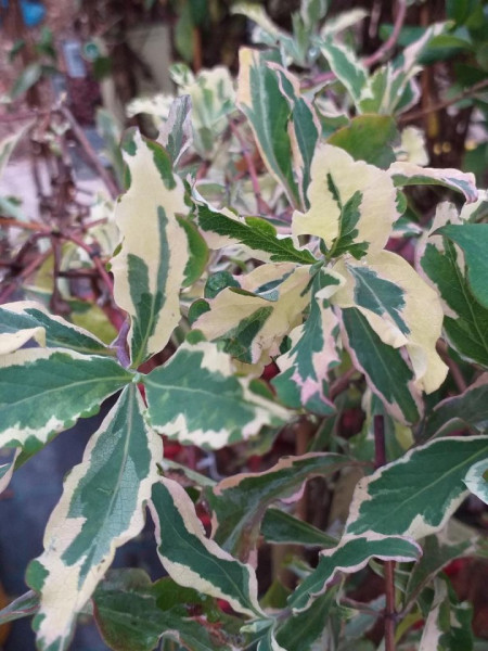 Lonicera peryclimenum Harlequin - Img 3