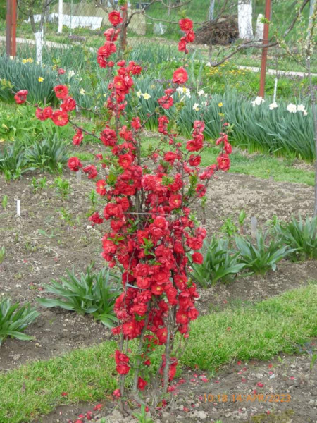 CHAENOMELES SPECIOSA SCARLET STORM 100-120 CM - Img 7