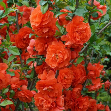 GUTUI JAPONEZ PORTOCALIU CU FLORI BATUTE CHAENOMELES SPECIOSA ORANGE STORM 100-120cm - Img 2
