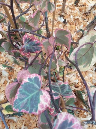 Iedera variegata Hedera Colchica dentata Variegata - Img 2