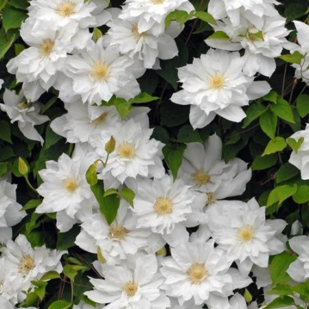 Clematis Isago 1m - Img 2