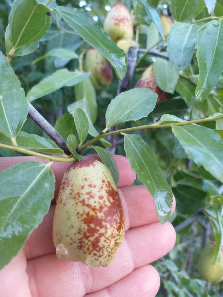 Curmalul Chinezesc ,Ziziphus jujuba LANG 160-17CM LA GHIVECI - Img 4