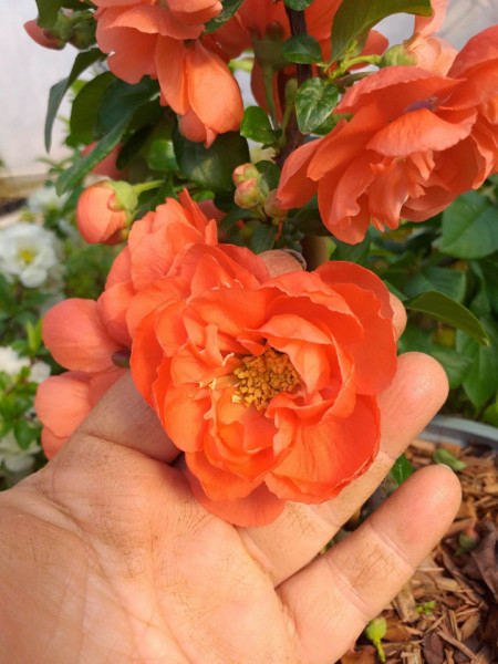 GUTUI JAPONEZ PORTOCALIU CU FLORI BATUTE CHAENOMELES SPECIOSA ORANGE STORM 100-120cm - Img 3
