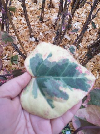 Iedera variegata Hedera Colchica dentata Variegata - Img 3