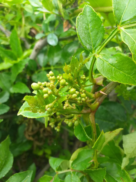 Piperul de Sichuan (Zanthoxylum piperitum) 150 -160 CM  - Img 2