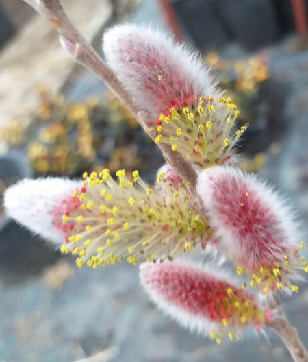 Salix gracilis Mt Aso - Img 2