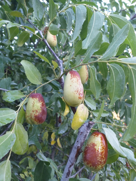 Curmalul Chinezesc ,Ziziphus jujuba LANG pe rod 160-170 CM LA GHIVECI - Img 5