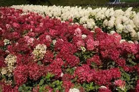 Hortensia paniculata Diamant Rouge - Img 2