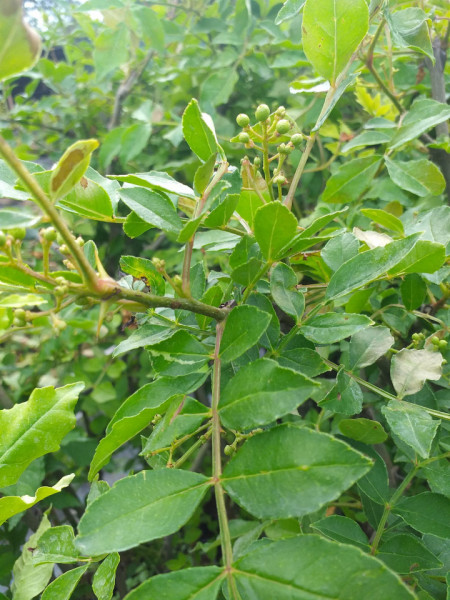Piperul de Sichuan (Zanthoxylum piperitum) 150 -160 CM  - Img 3