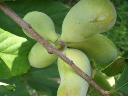 Banana Nordului-Paw-Paw -Asimina triloba Sunflower 60-80 cm - Img 2