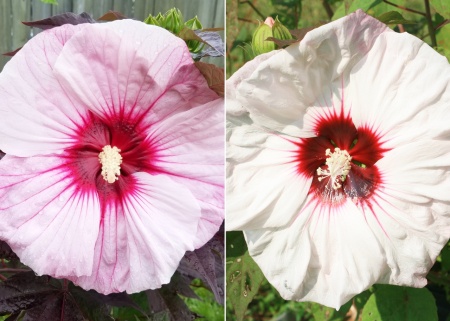 Hibiscus moscheutos Summerific Perfect Storm - Img 3