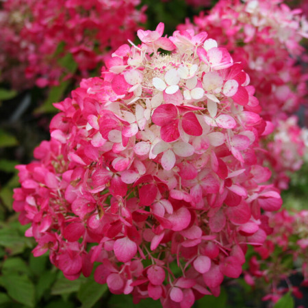 Hortensia paniculata Diamant Rouge - Img 3