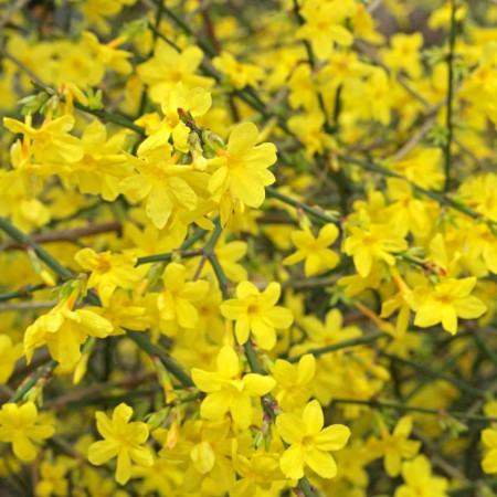 Iasomia de iarna (Jasminum nudiflorum) - Img 2