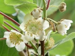 Kiwi Jenny autofertil ( Actinidia Deliciosa) 10 cm - Img 2