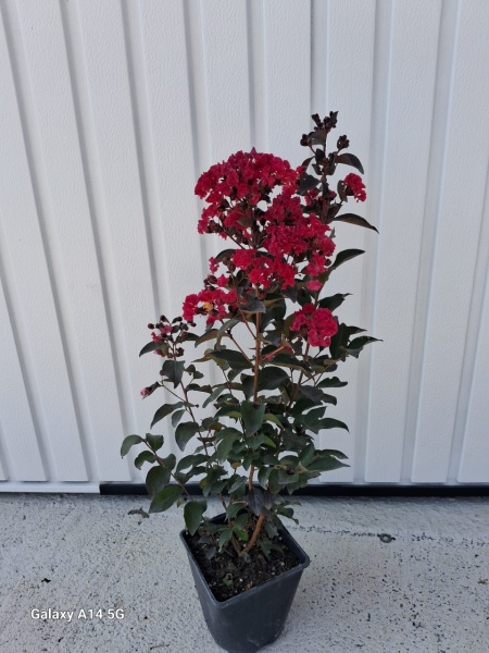 Lagerstroemia indica Double Feature (liliac indian rosu cu inflorire repetata ) 60-80 cm - Img 2