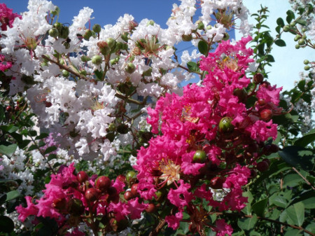 Lagerstroemia Indica roz Red Roket 50-70 cm - Img 2