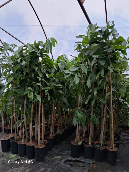 Banana Nordului-Paw-Paw -Asimina triloba Prima 150-160cm - Img 2