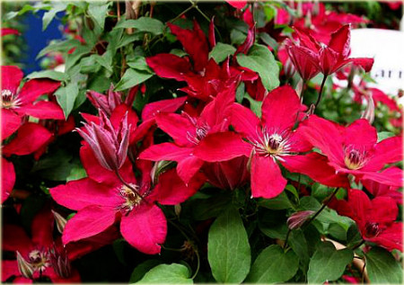 Clematis Solidarnosc - Img 2
