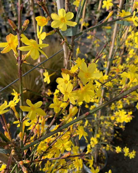 Iasomia de iarna (Jasminum nudiflorum) - Img 3