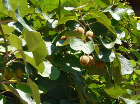 Kiwi Jenny autofertil ( Actinidia Deliciosa) 10 cm - Img 3