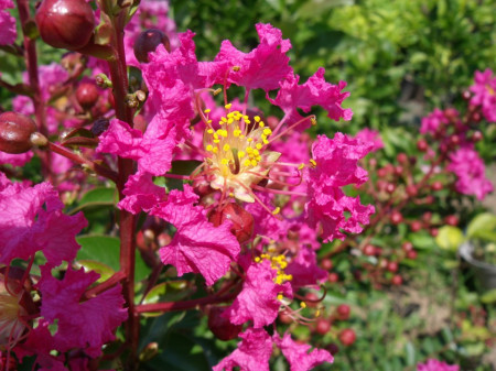 Lagerstroemia Indica roz Red Roket 50-70 cm - Img 3