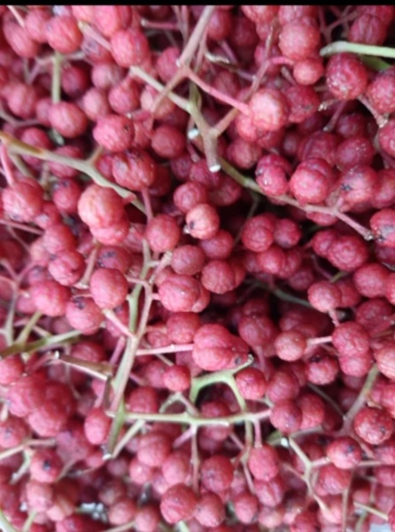 Piperul de Sichuan (Zanthoxylum piperitum)