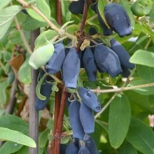 Afin siberian Lonicera Kamtschatica,, Wojtek