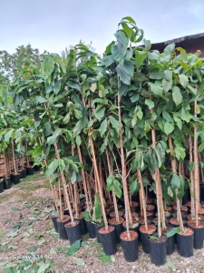 Banana Nordului-Paw-Paw -Asimina triloba Prima 150-160cm