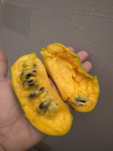 Banana Nordului-Paw-Paw -Asimina triloba Sunflower 60-80 cm - Img 4