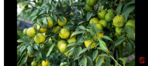 CITRUS YUZU, lamai rezistent la inghet - Img 4