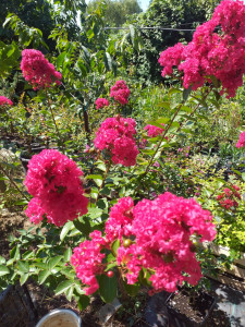 LAGERSTROEMIA INDICA RED IMPERATOR 40-50 cm - Img 3