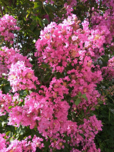Lagerstroemia Indica roz Red Roket 50-70 cm